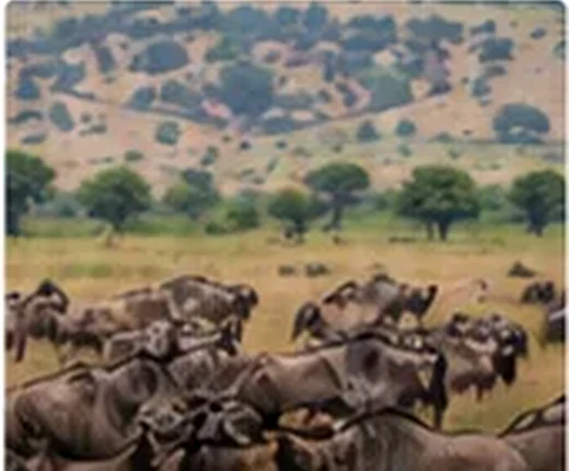 Best time to visit Tanzania