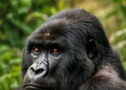 Chimpanzee Tracking in Uganda