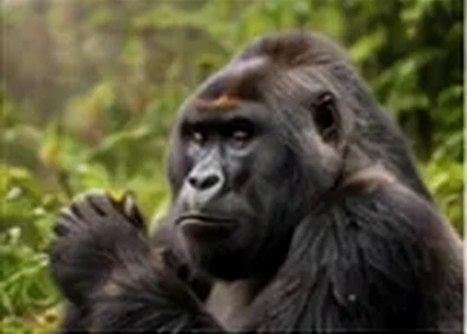 Boat Safaris in Uganda