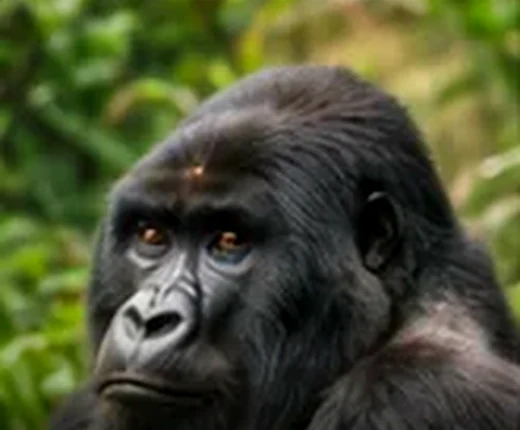 Best time to visit Uganda