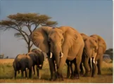 Tarangire Elephants in Tanzania