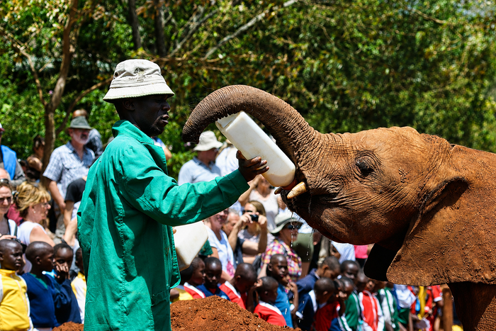 David Sheldrick Elephant Orphanage