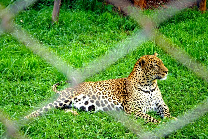 Nairobi Safari Walk and Nairobi Animal Orphanage