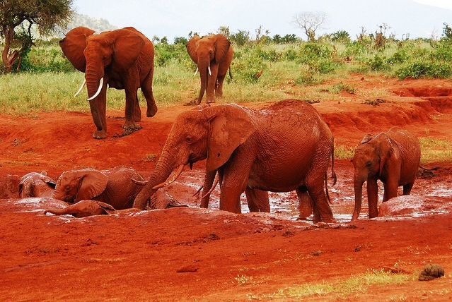 2 Days Tsavo East