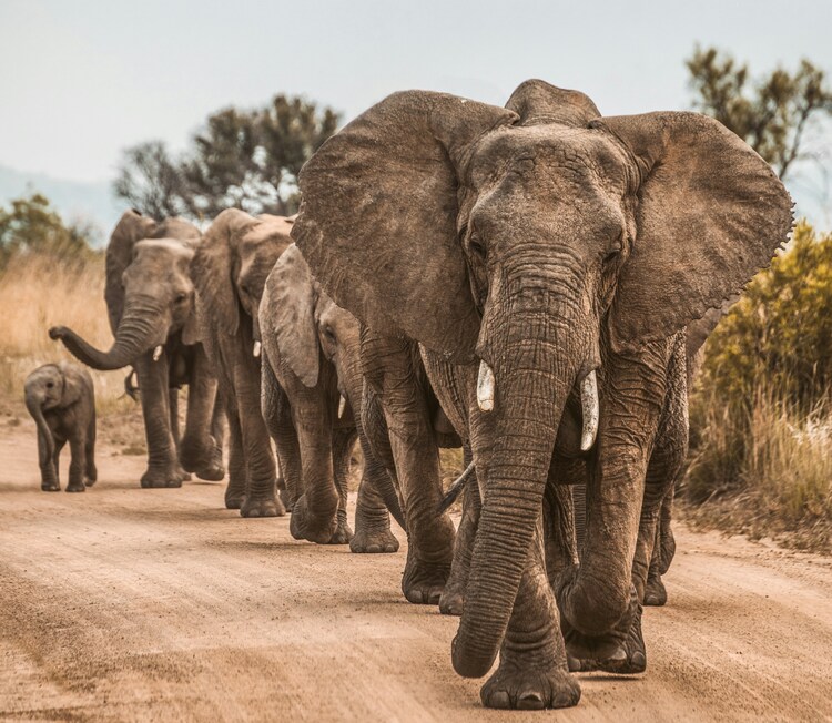 8 Days Best Kenya Flying Safari Itinerary