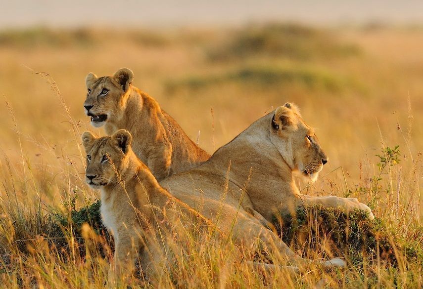 2 Days Tsavo East gallery image 3