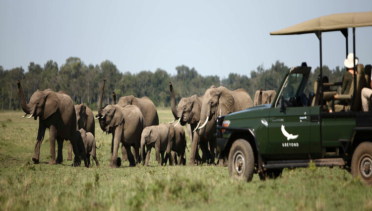 3 Days Serengeti Game Fly in Package gallery image 2