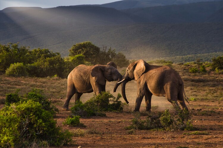 3 Days Taita Hills & Saltlick SGR Safari Package