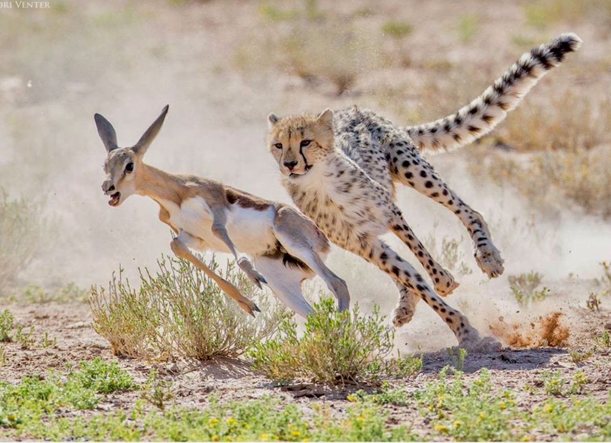 5 Days Ngorongoro & Serengeti Safari (Fly in – Fly out)